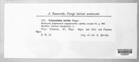 Erysiphe tortilis image